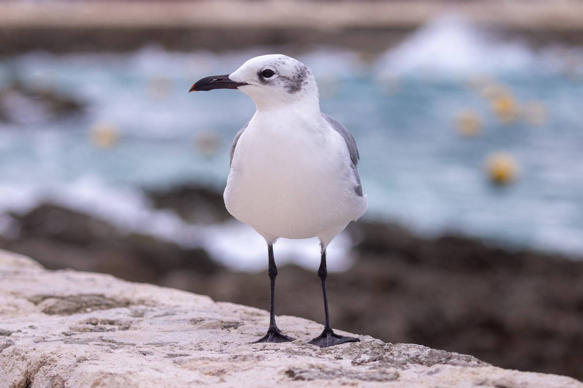 Mouette atricille - ML646709353
