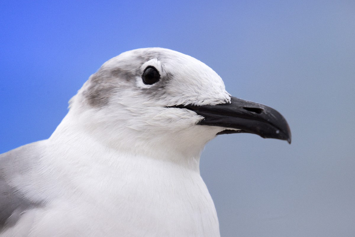 Mouette atricille - ML646709354