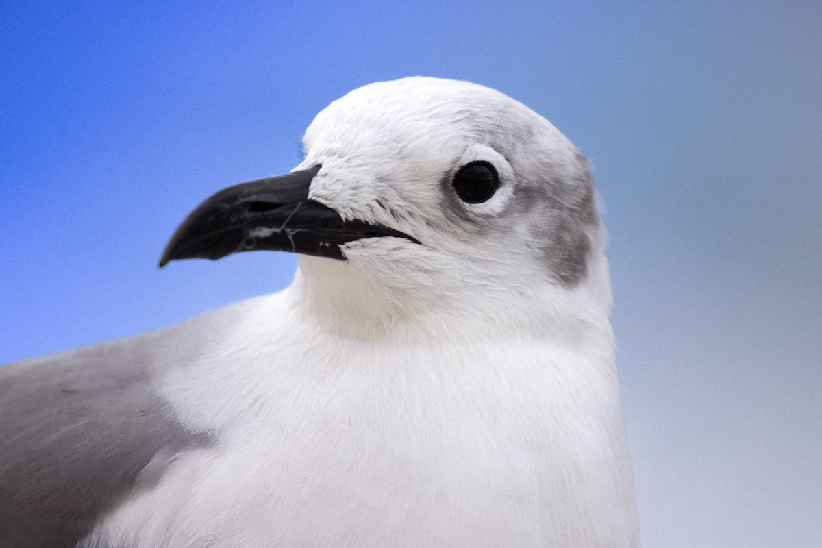 Mouette atricille - ML646709355