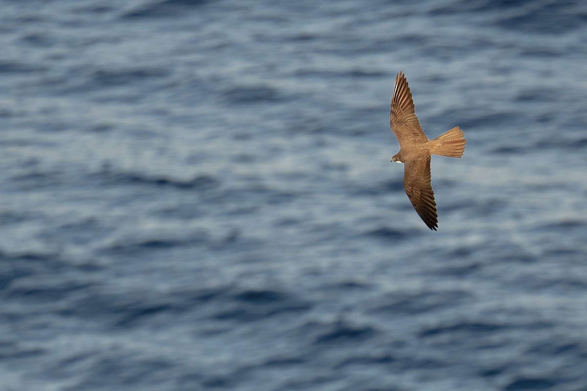 Faucon d'Éléonore - ML646709357