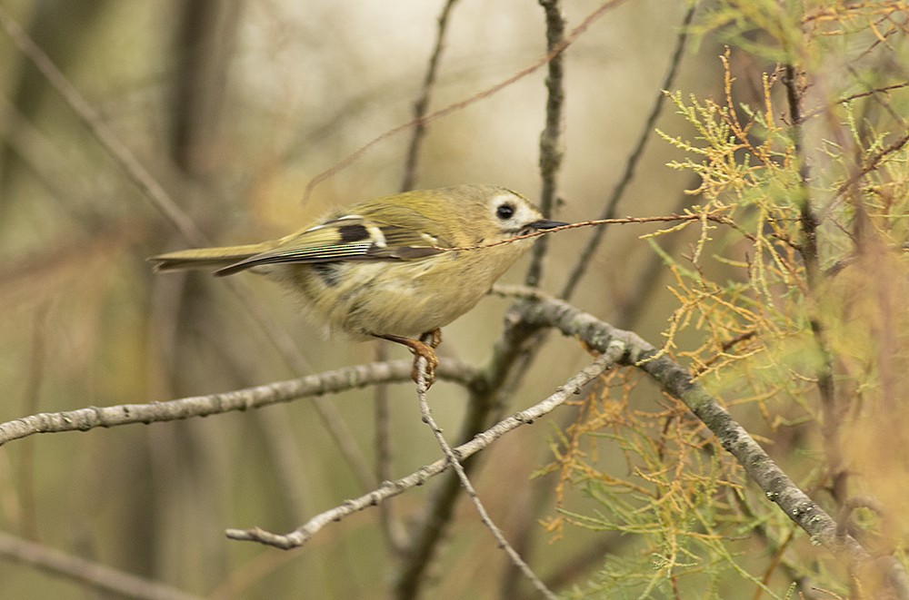 Goldcrest - ML646709372