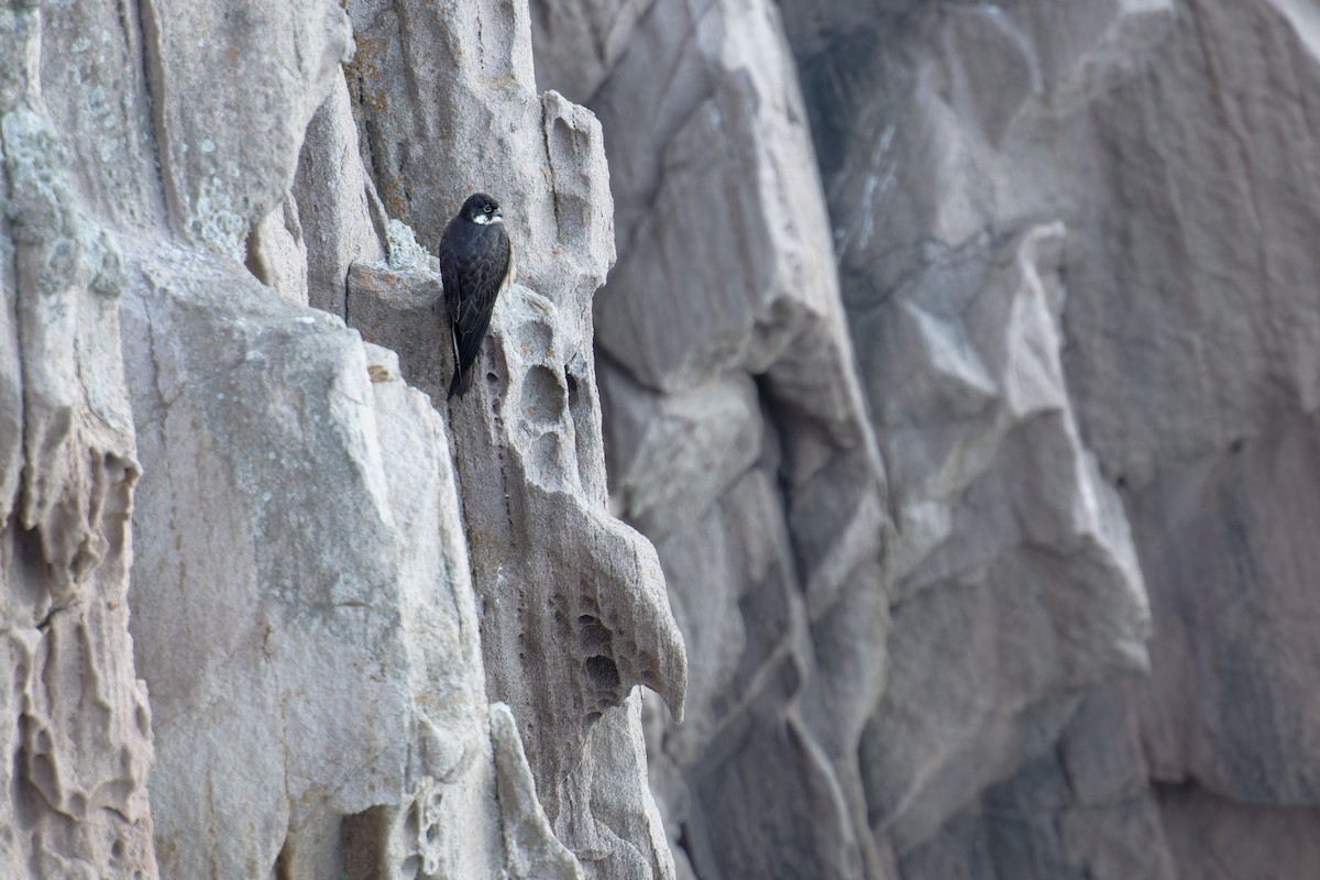 Faucon d'Éléonore - ML646709373