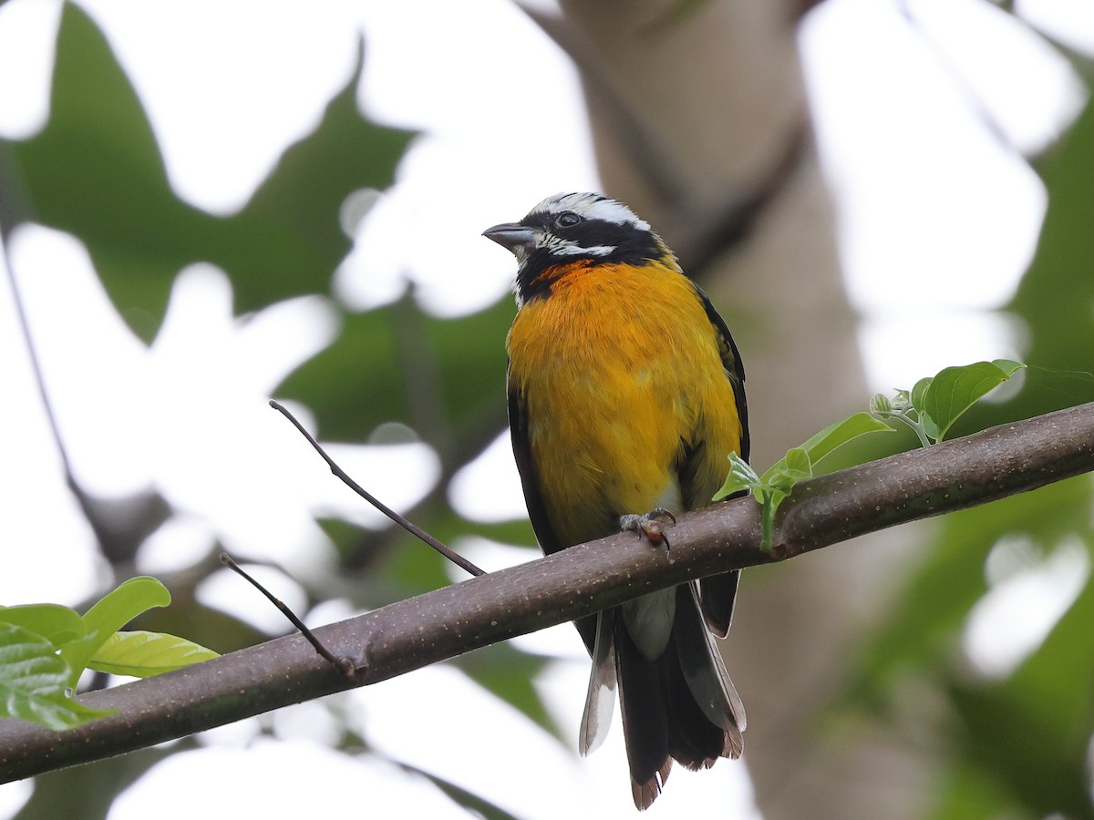 Jamaican Spindalis - ML646709375