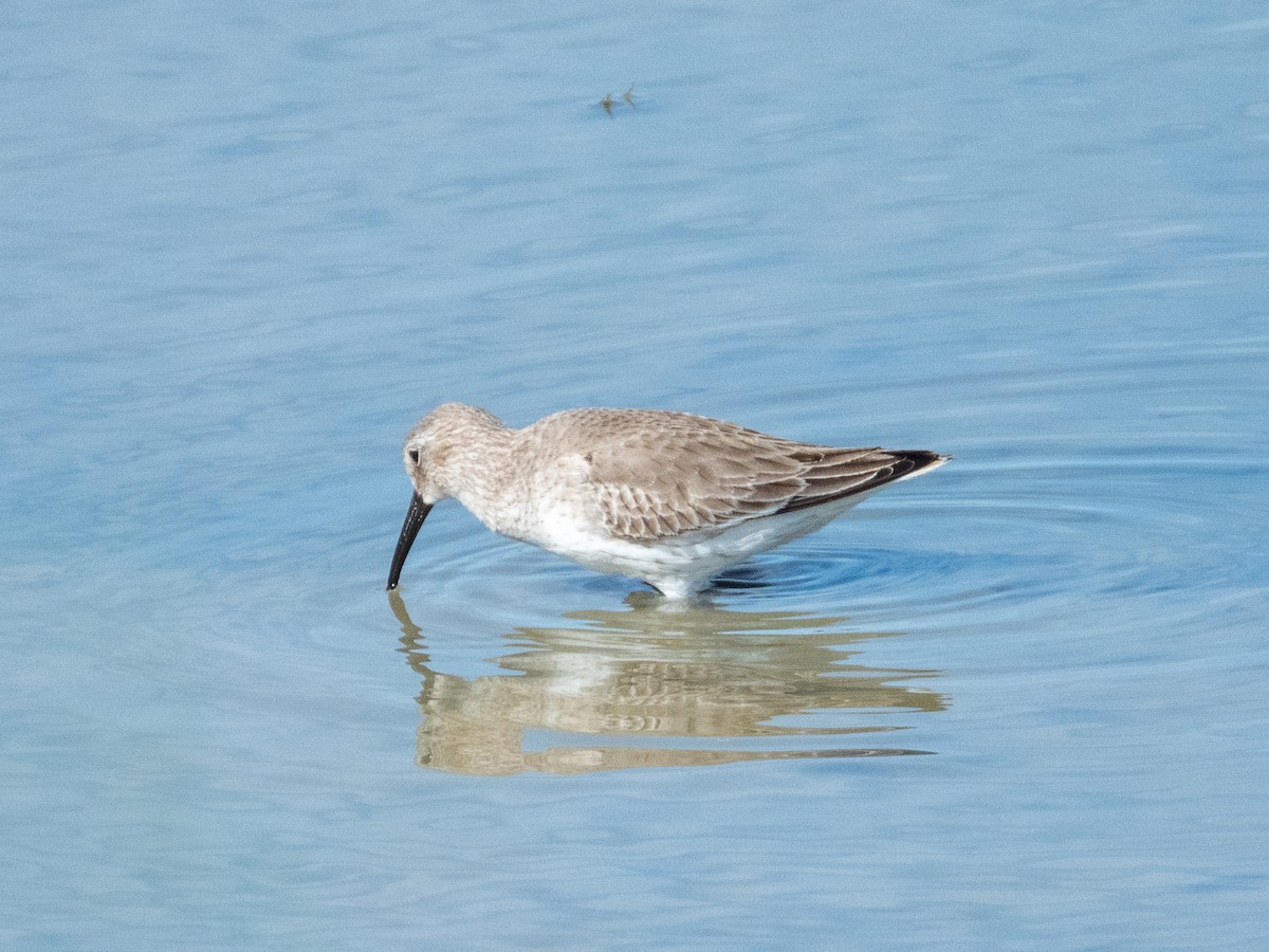 Kara Karınlı Kumkuşu - ML646709379