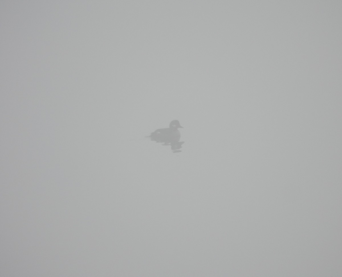 Bufflehead - ML646709380