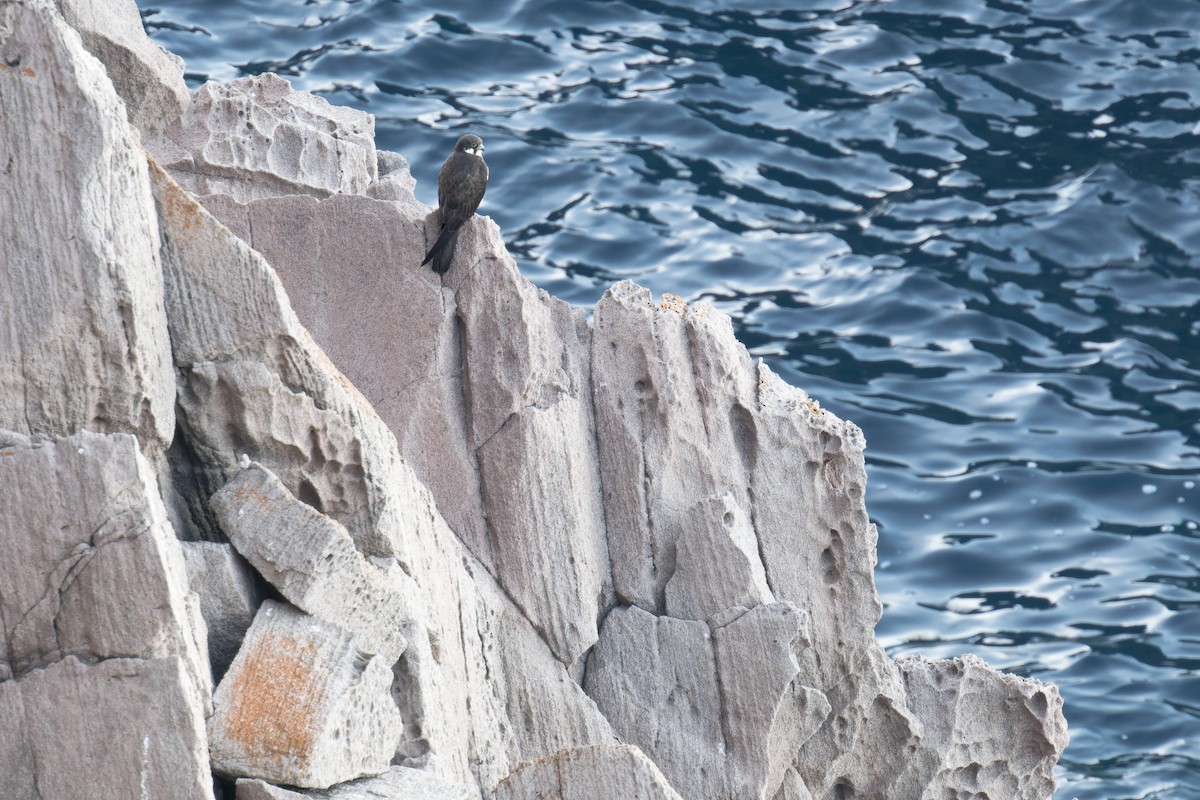 Faucon d'Éléonore - ML646709381