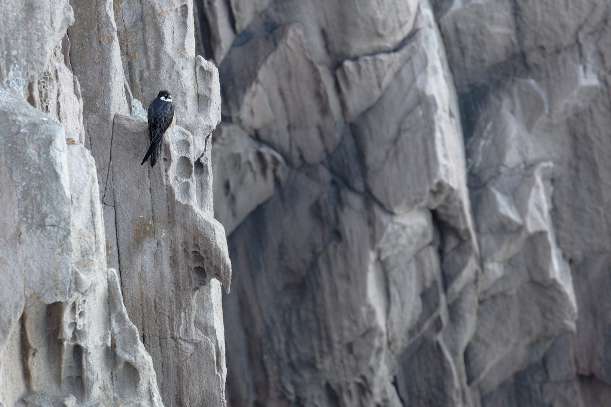 Faucon d'Éléonore - ML646709382