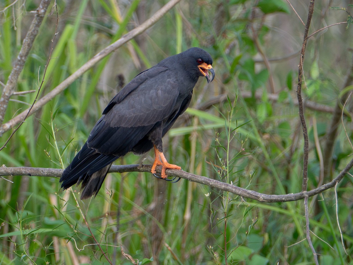 Snail Kite - ML646709383