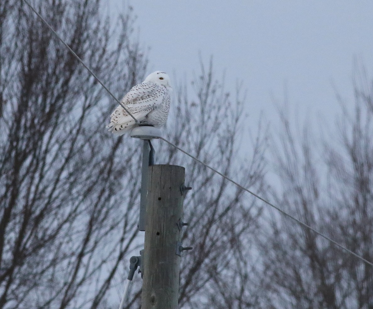 Snowy Owl - ML646709387