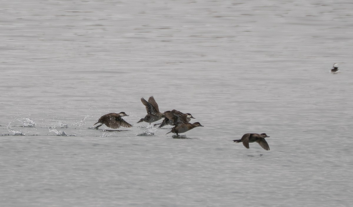 Schwarzkopf-Ruderente - ML646709390