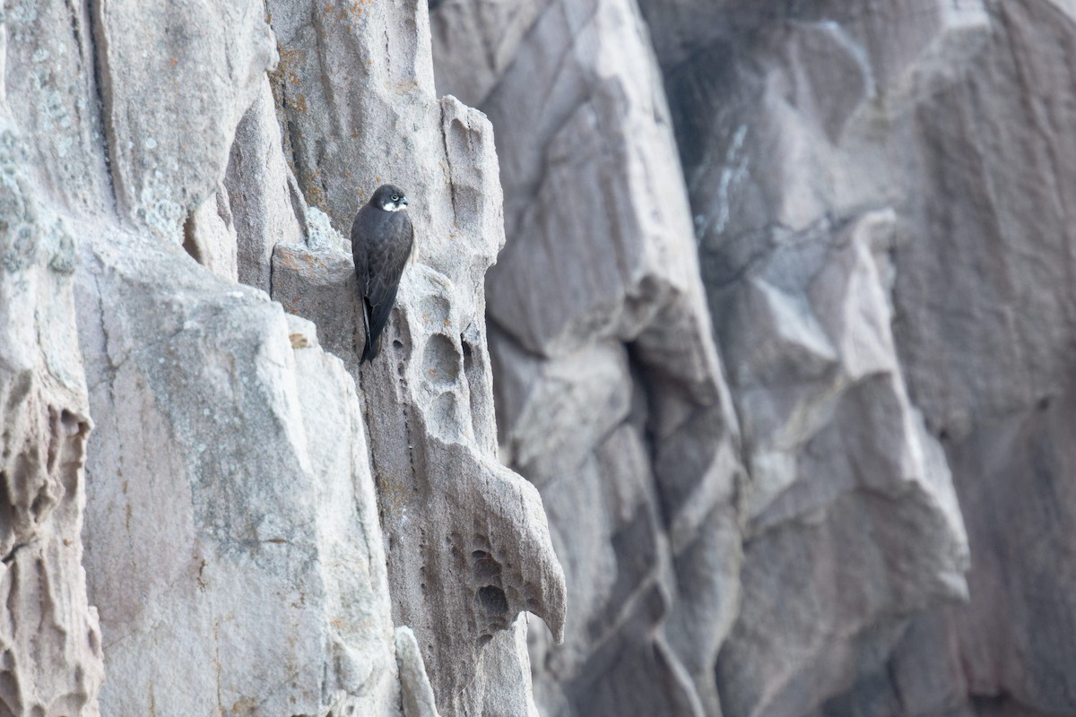 Faucon d'Éléonore - ML646709391