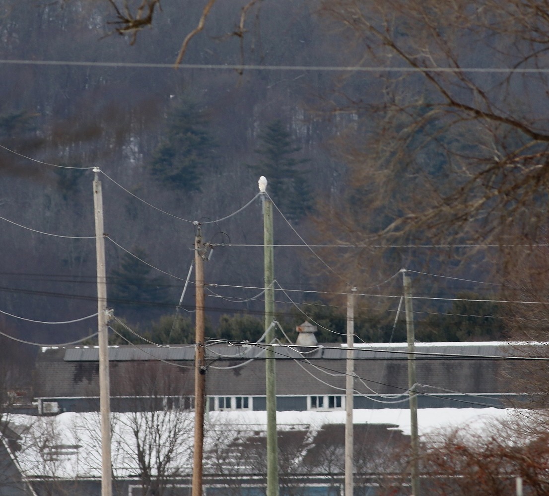Snowy Owl - ML646709392