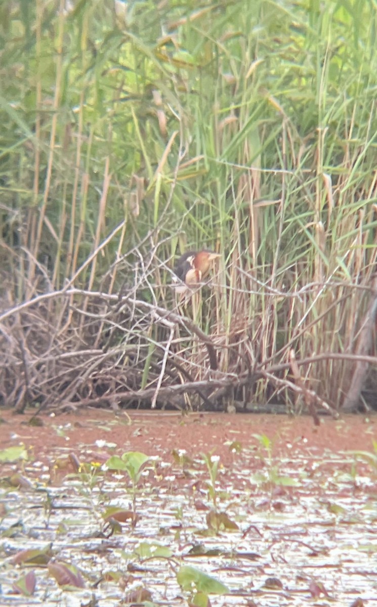 Black-backed Bittern - ML646709394
