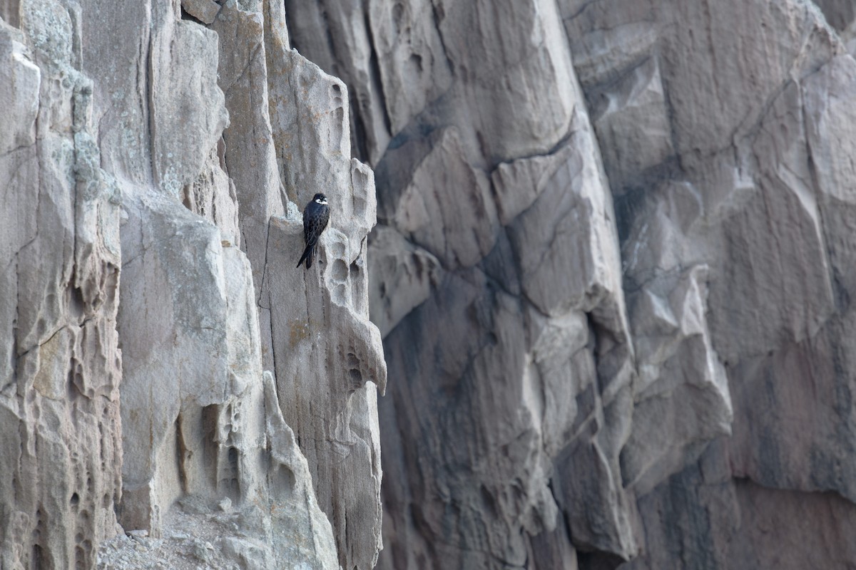 Faucon d'Éléonore - ML646709395