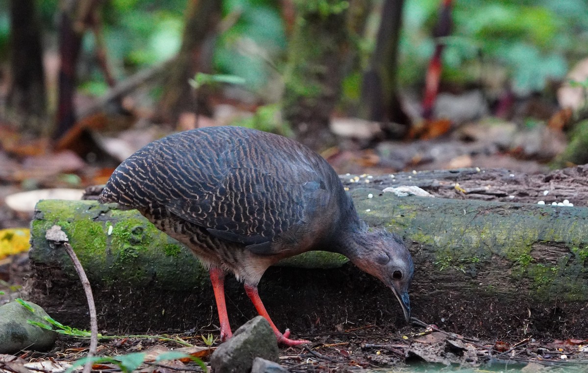 ズグロシギダチョウ - ML646709396