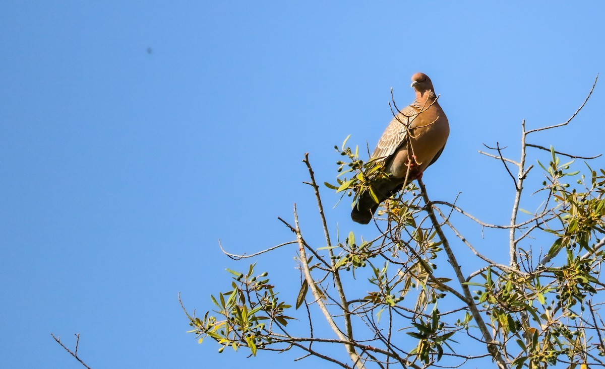 Picazuro Pigeon - ML646709401