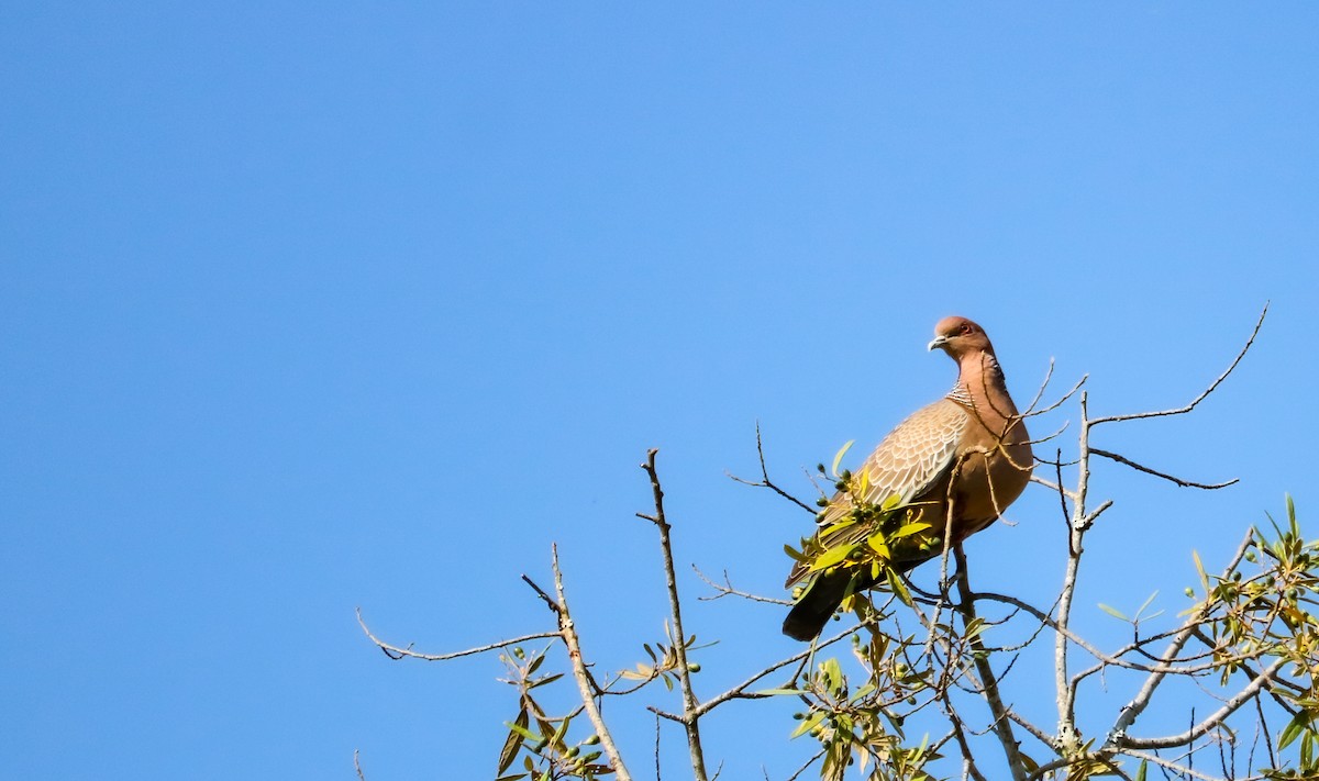Picazuro Pigeon - ML646709402