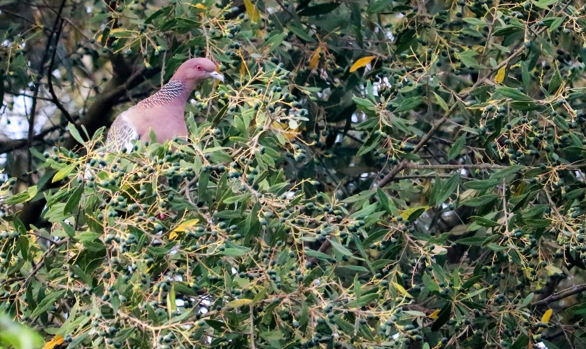 Picazuro Pigeon - ML646709403
