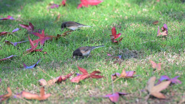 Dark-eyed Junco - ML646709405