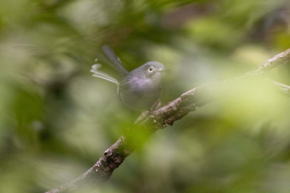 Gobemoucheron gris-bleu (cozumelae) - ML646709409