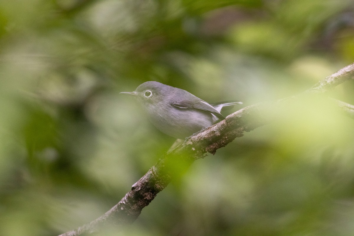 Gobemoucheron gris-bleu (cozumelae) - ML646709410