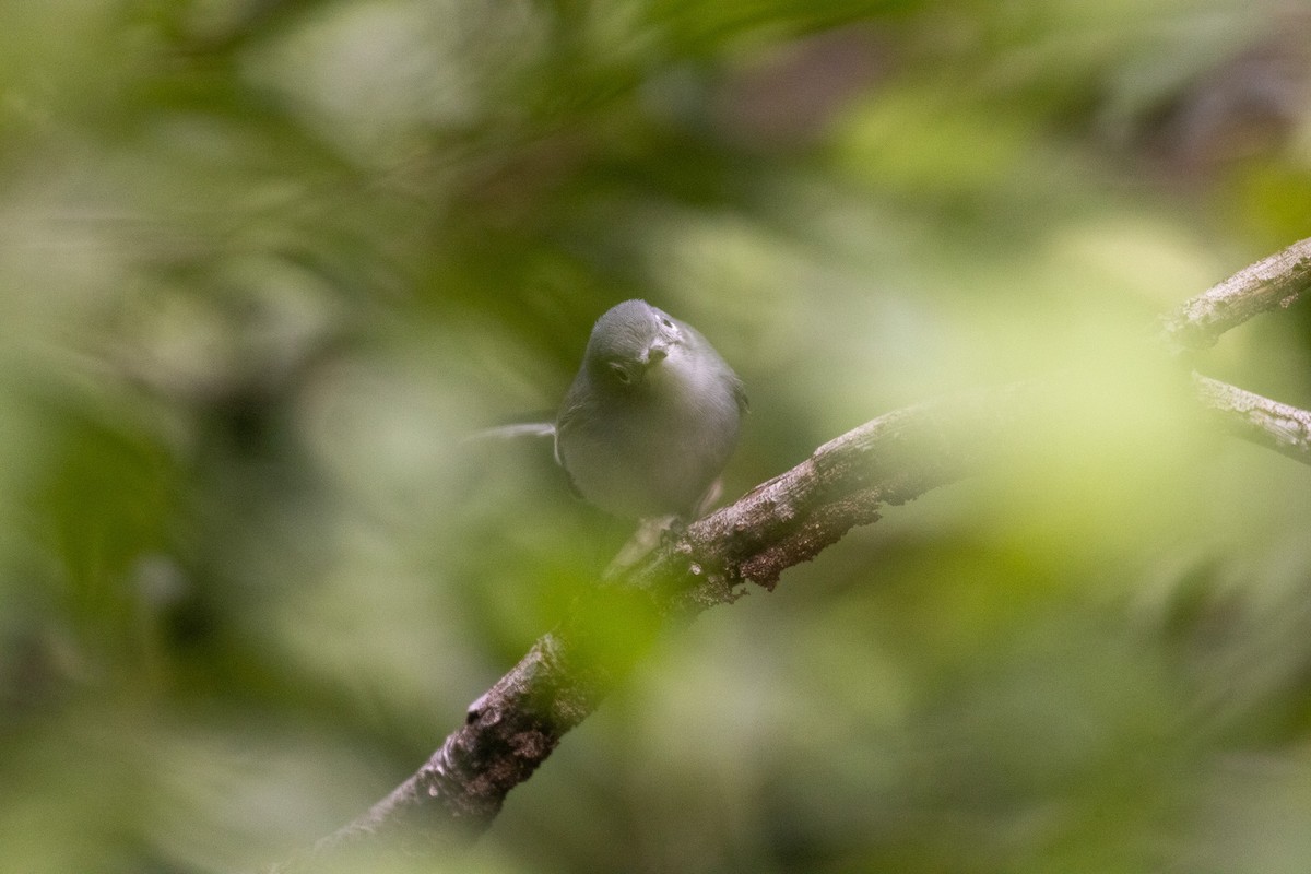 Gobemoucheron gris-bleu (cozumelae) - ML646709411