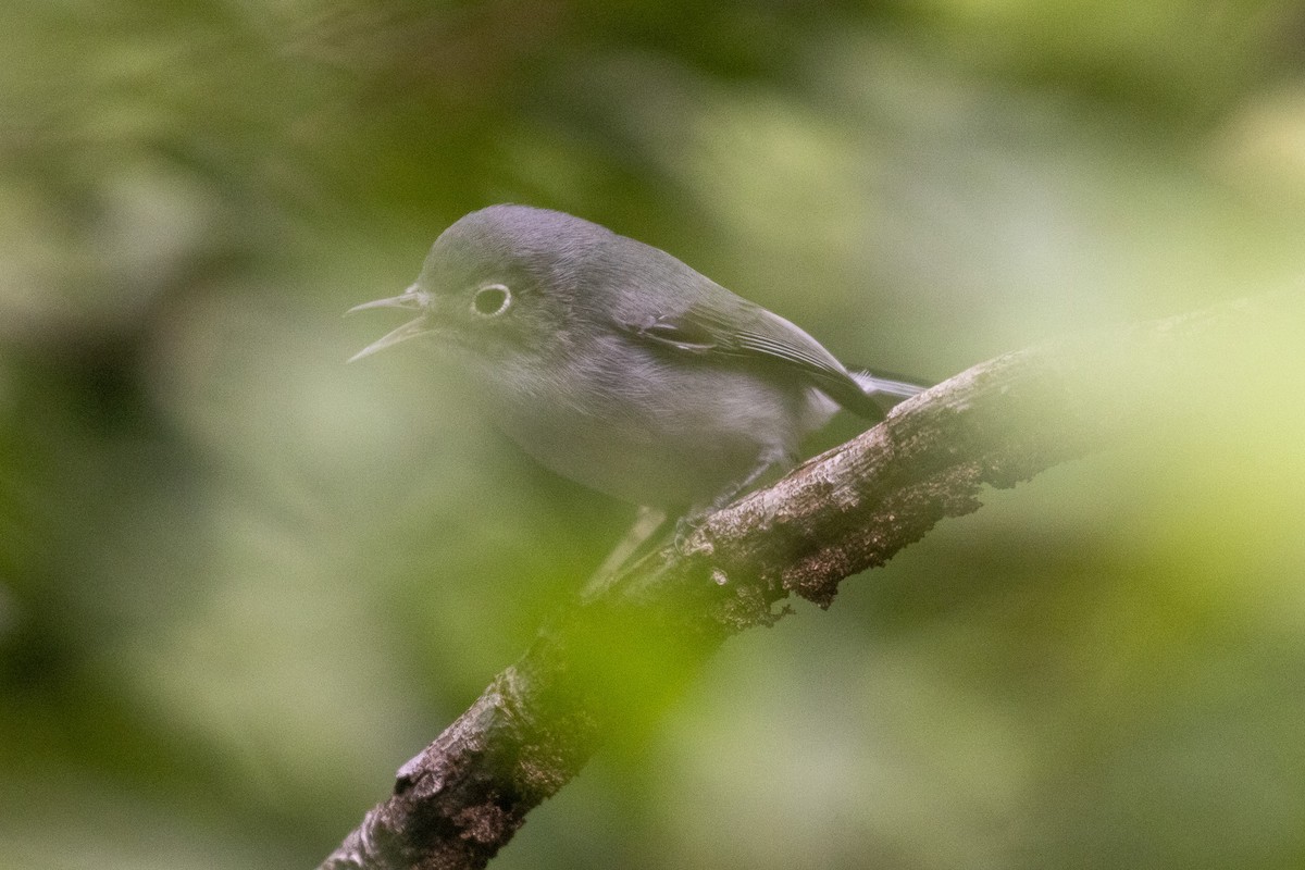 Gobemoucheron gris-bleu (cozumelae) - ML646709412