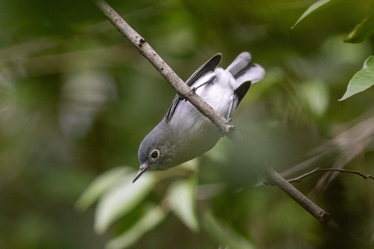 Gobemoucheron gris-bleu (cozumelae) - ML646709413