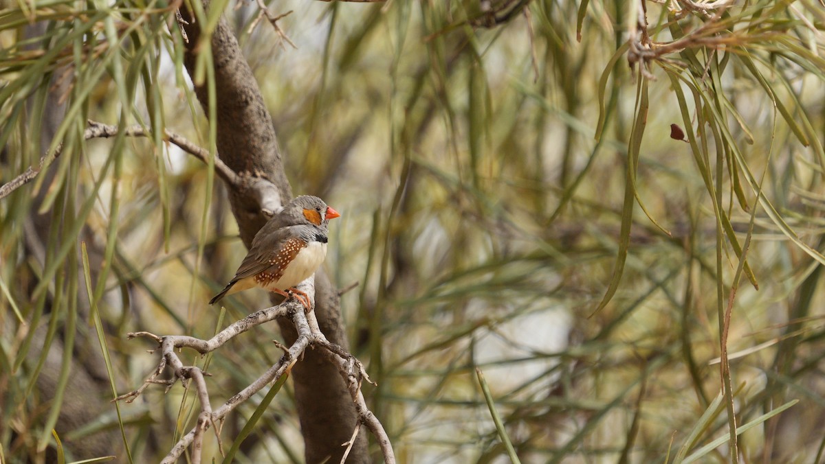 Diamante Cebra - ML646709414