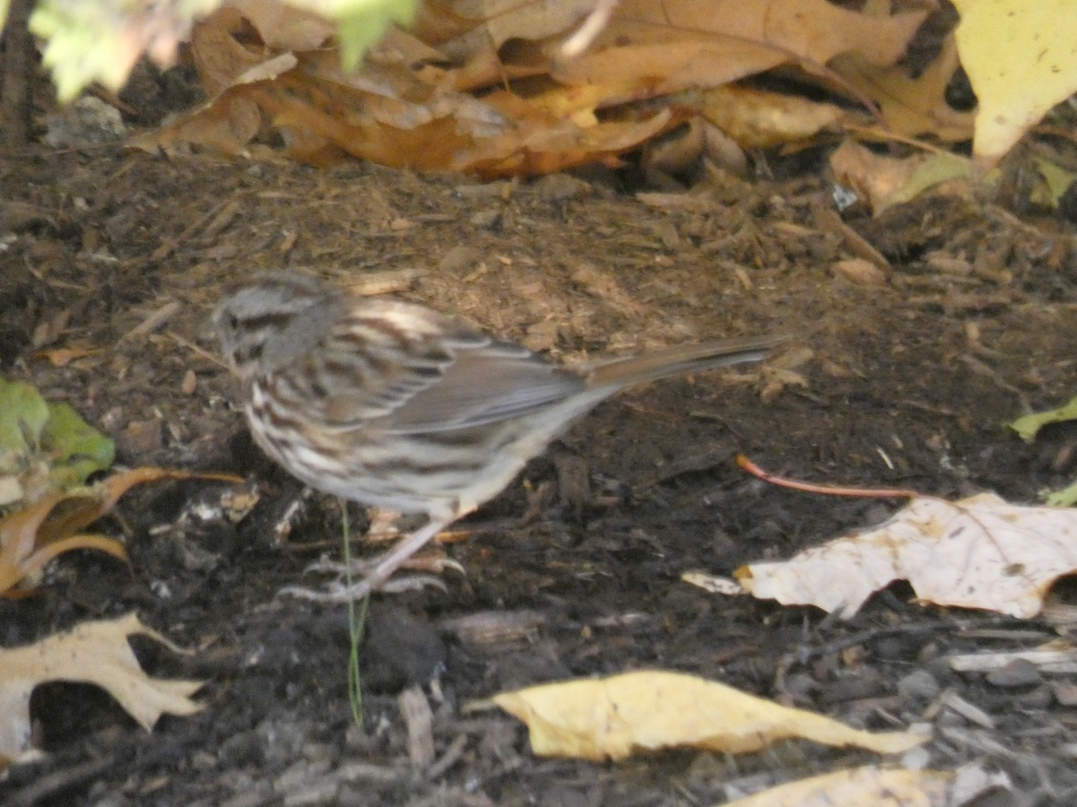Song Sparrow - ML646709418