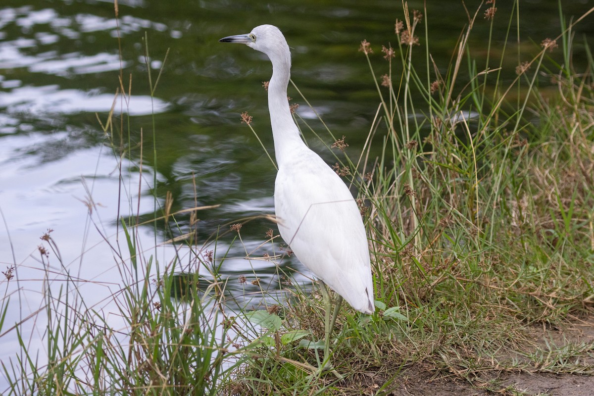 Aigrette bleue - ML646709420