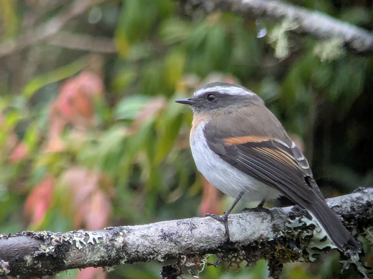 Rufous-breasted Chat-Tyrant - ML646709424