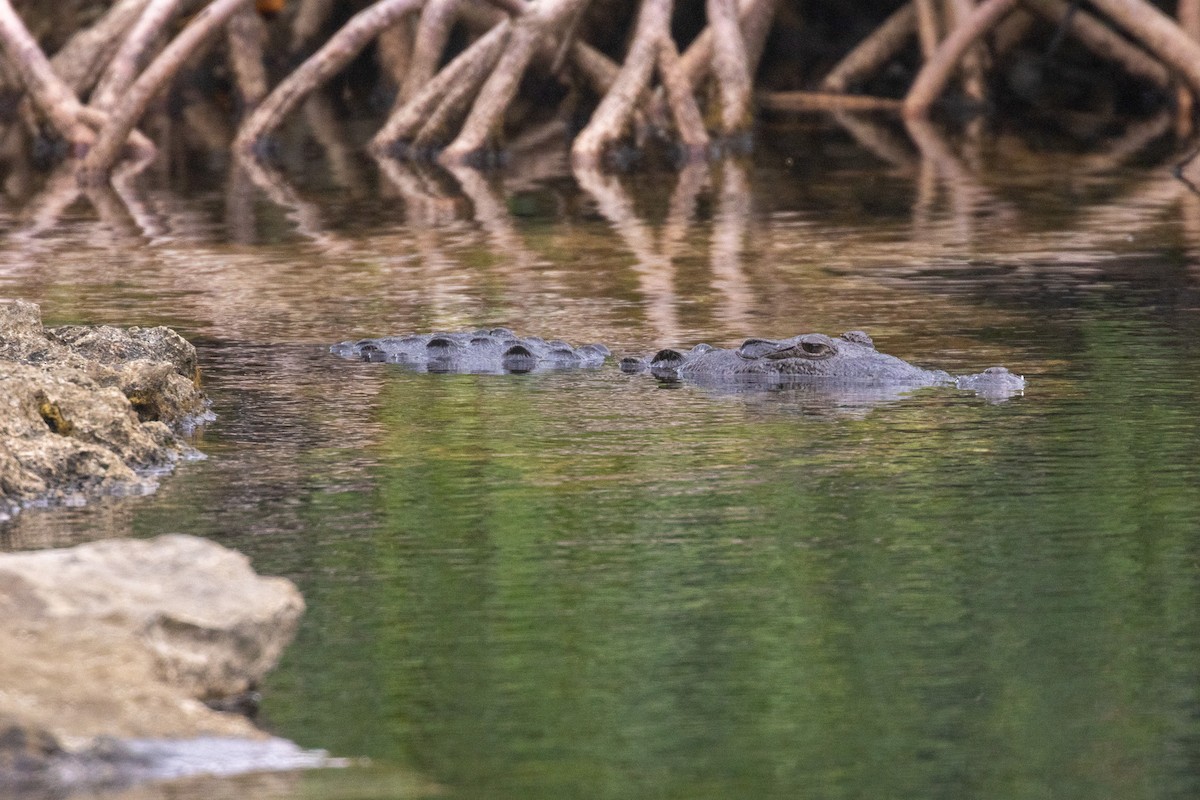 Crocodile de Morelet - ML646709430