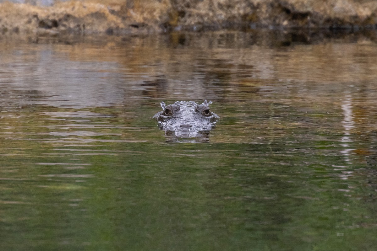 Crocodile de Morelet - ML646709434