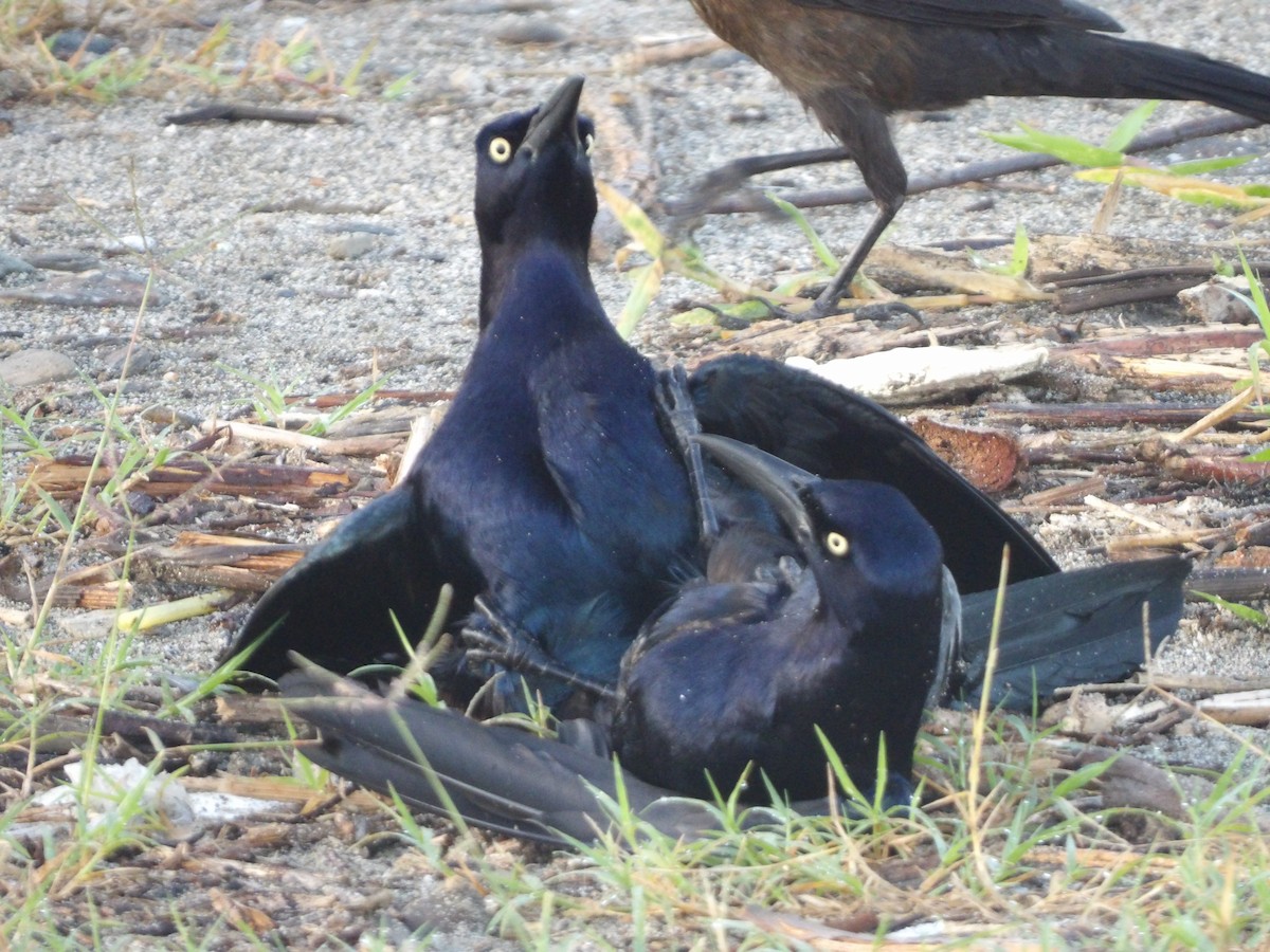 Great-tailed Grackle - ML646709436