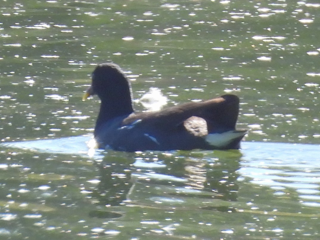 Курочка латиноамериканська - ML646709437