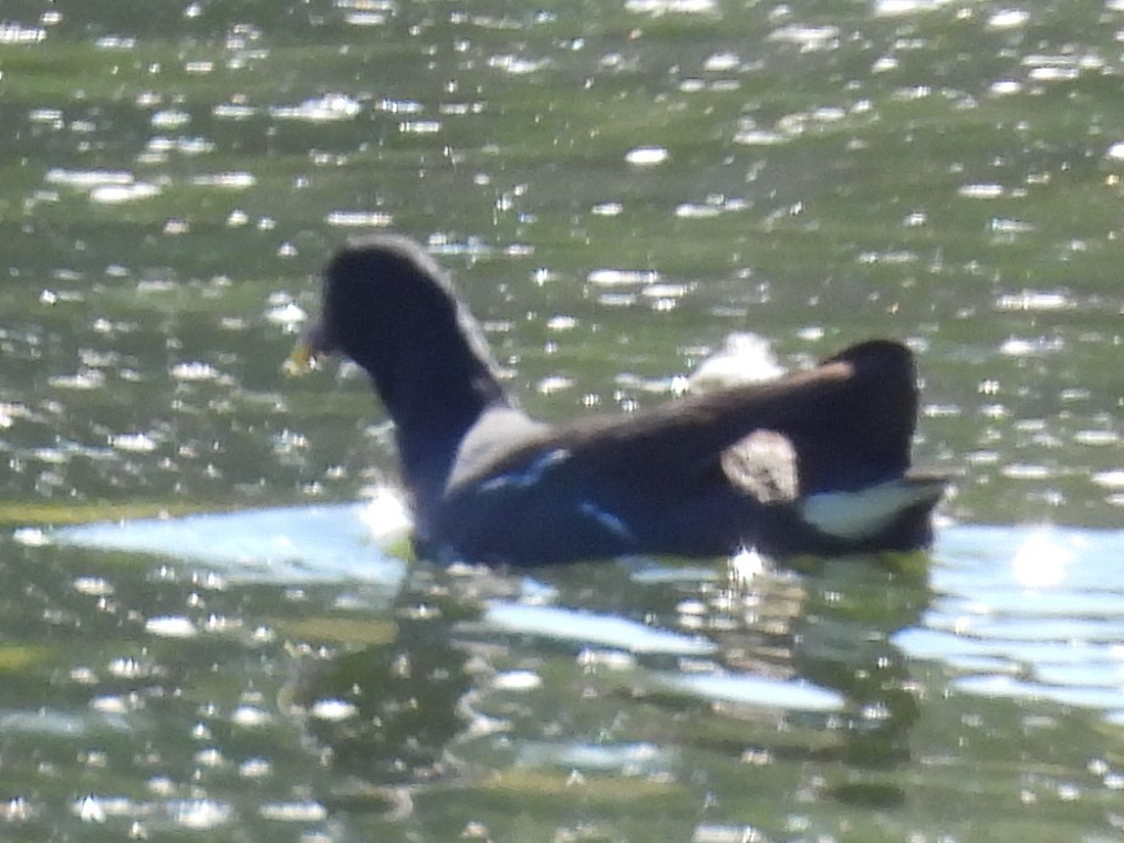 Курочка латиноамериканська - ML646709438