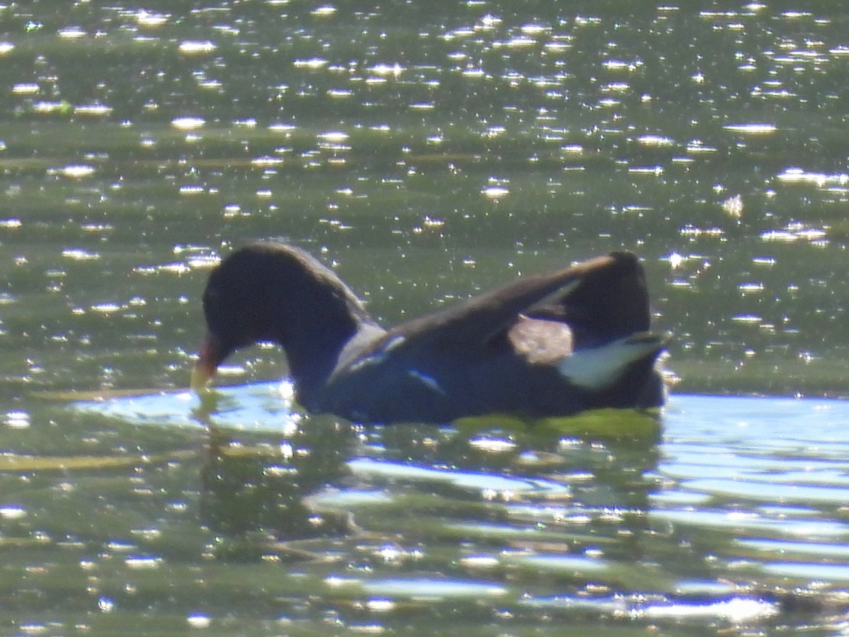 Курочка латиноамериканська - ML646709439