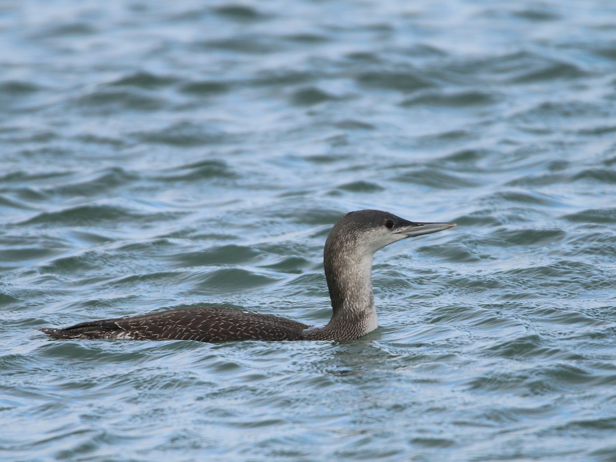 Red-throated Loon - ML646709440