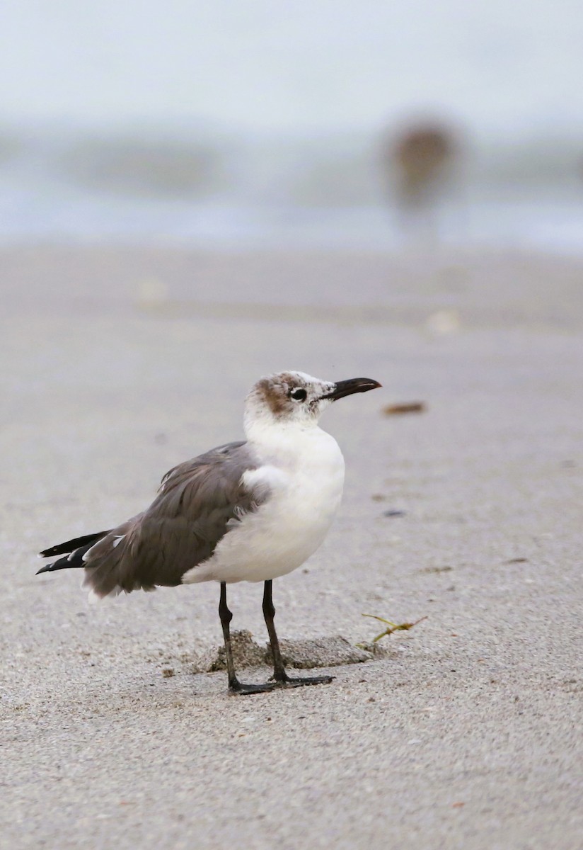 Laughing Gull - ML646709442