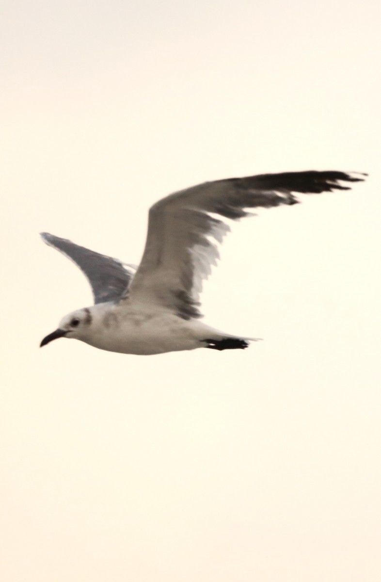 Laughing Gull - ML646709444