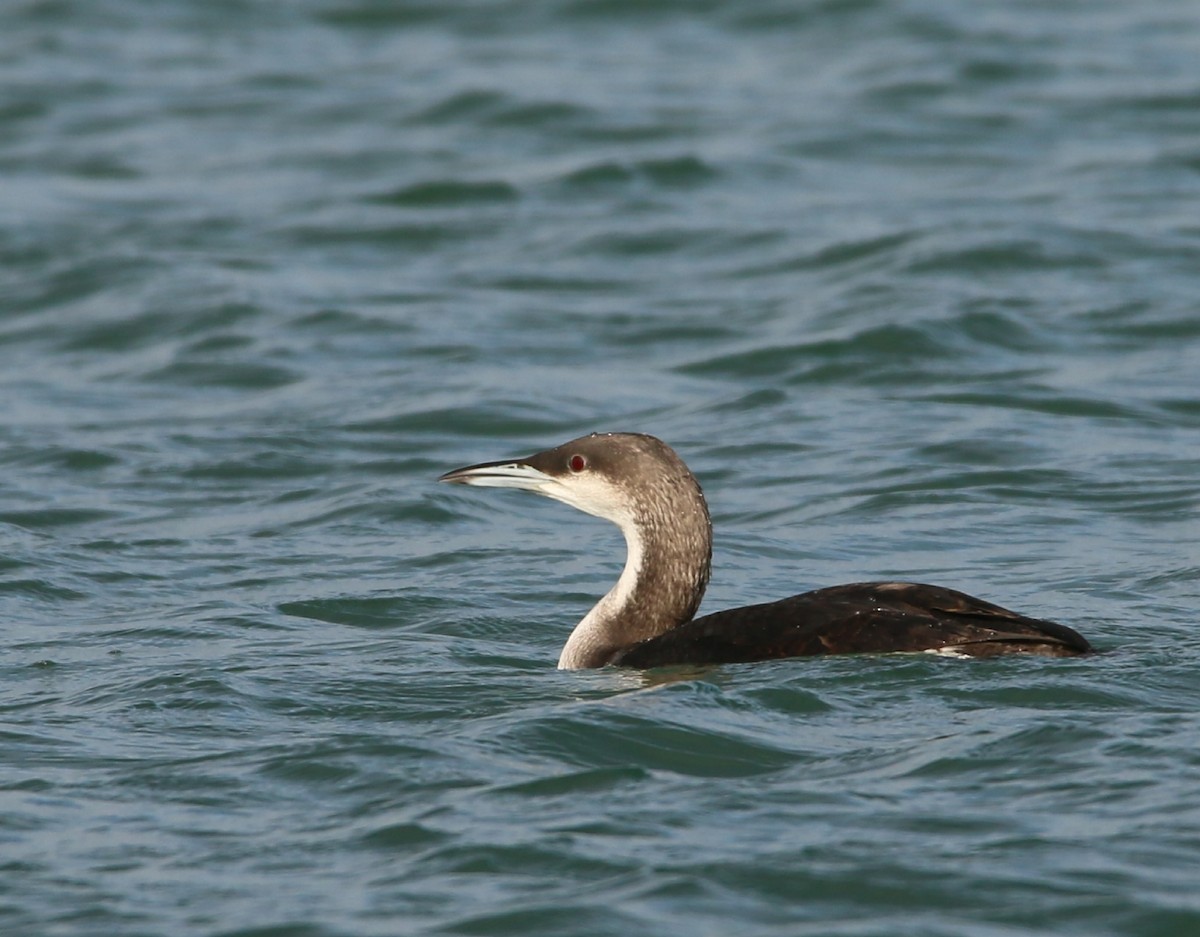 Arctic Loon - ML646709448