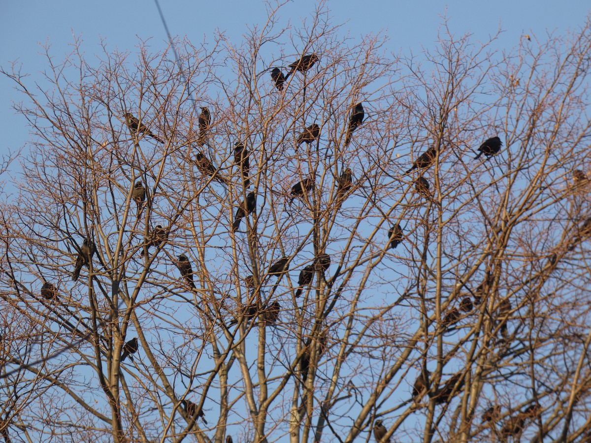 Common Grackle - ML646709450