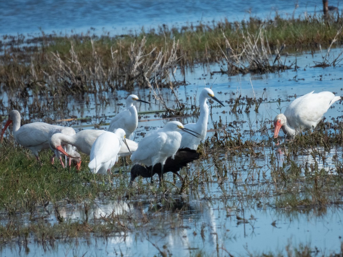 White Ibis - ML646709451