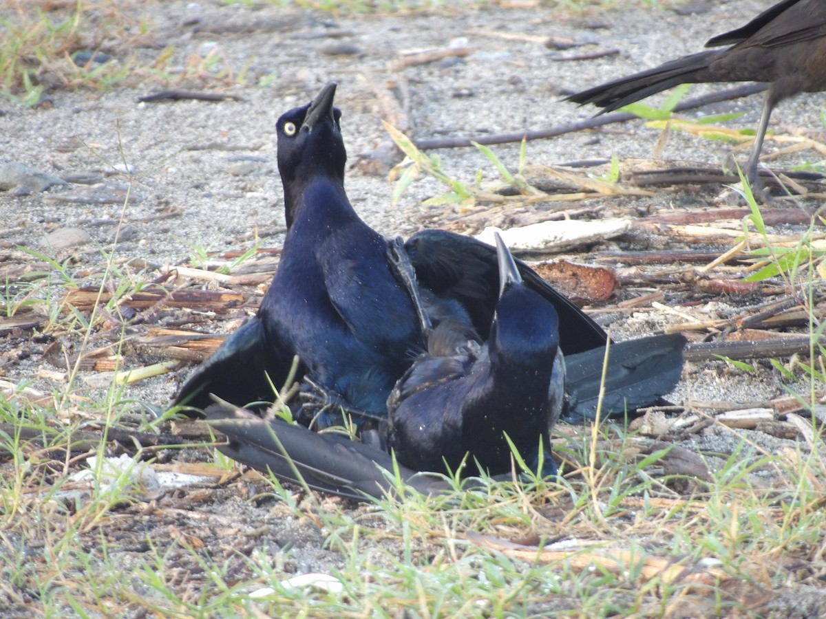 Great-tailed Grackle - ML646709452