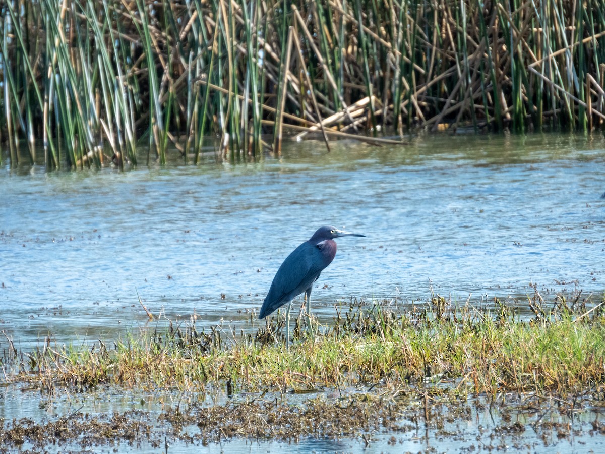 Mavi Balıkçıl - ML646709464