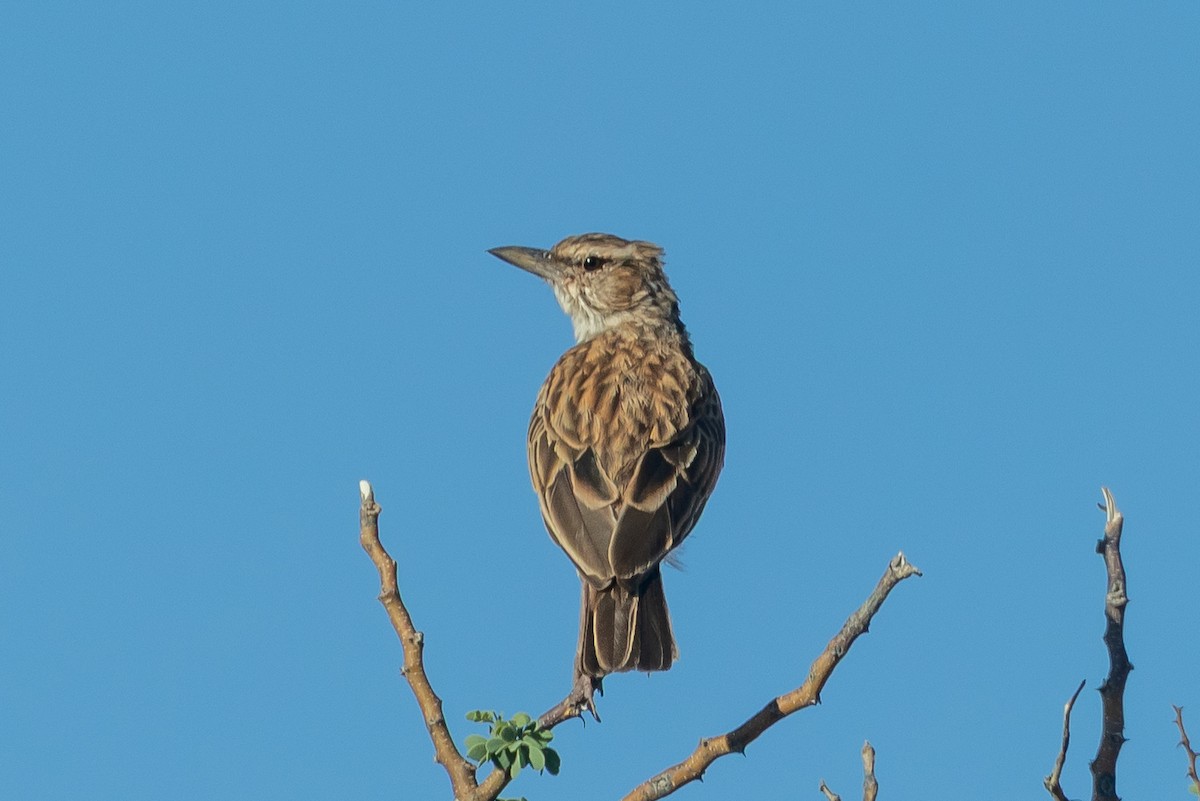 Южноафриканский жаворонок [группа naevia] - ML646709465