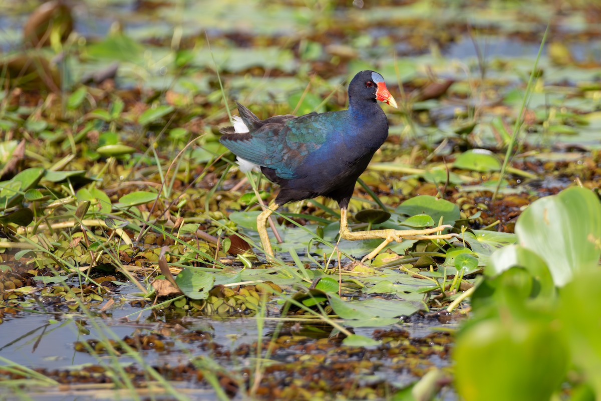 Purple Gallinule - ML646709466