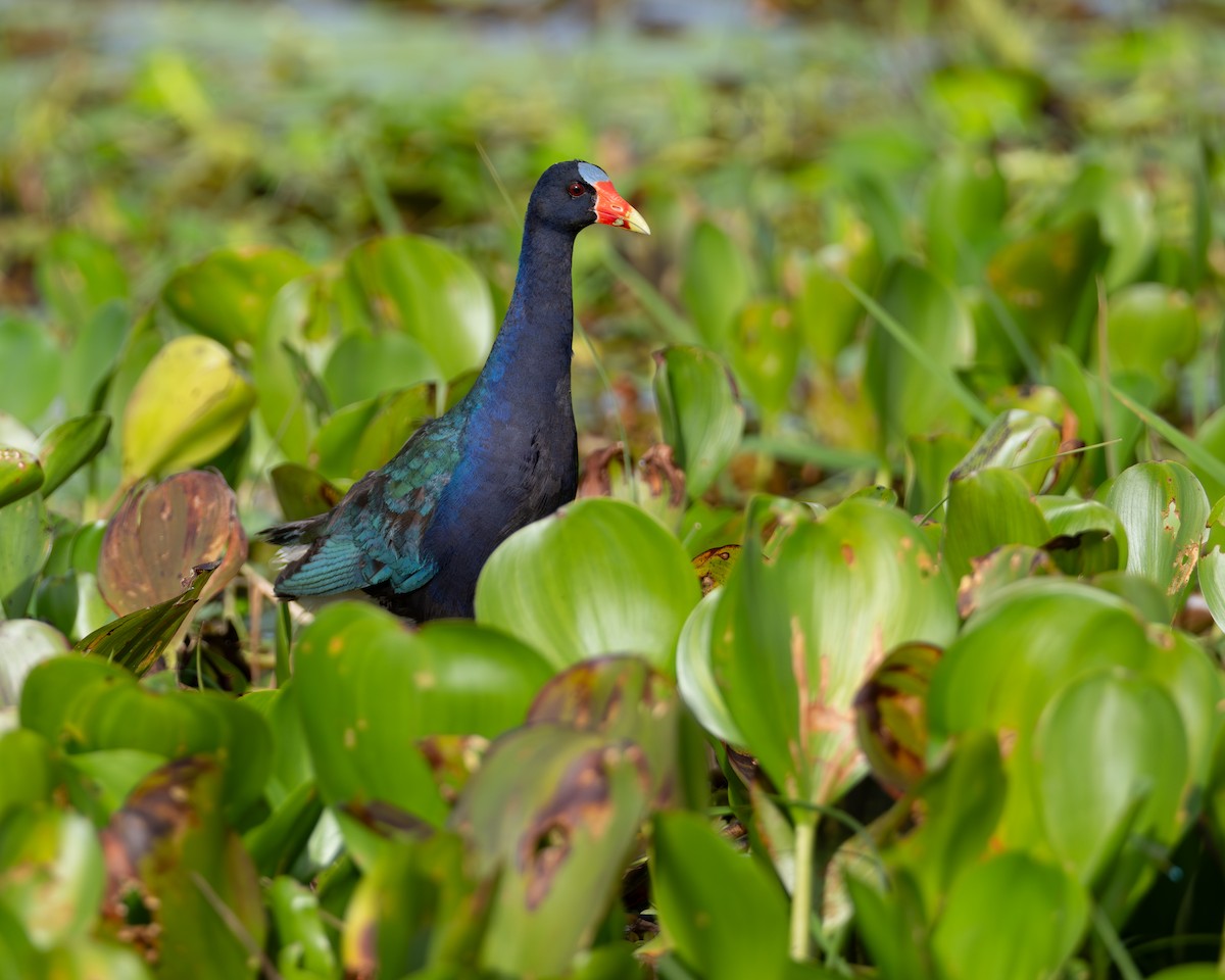 Purple Gallinule - ML646709471