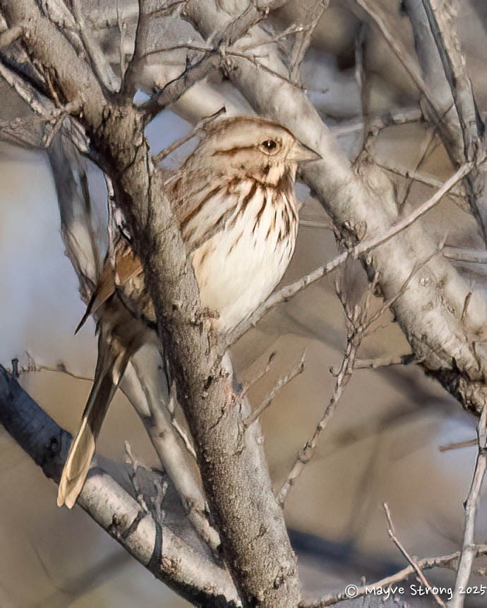 Song Sparrow - ML646709473
